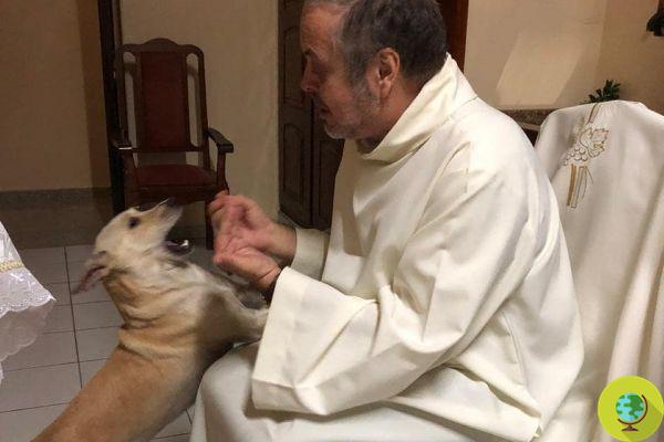 Este padre brasileiro traz cães abandonados para suas missas para serem adotados