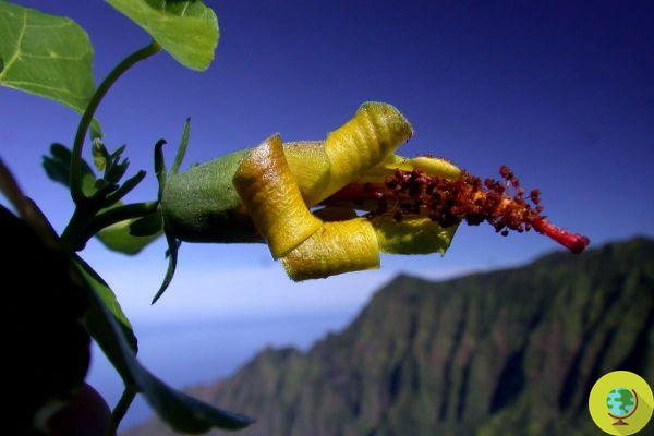 Flor hawaiana, que se creía extinta, redescubierta por un dron