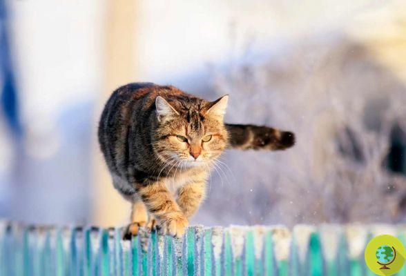 Como ajudar os gatos de rua a sobreviverem ao frio e à geada do inverno