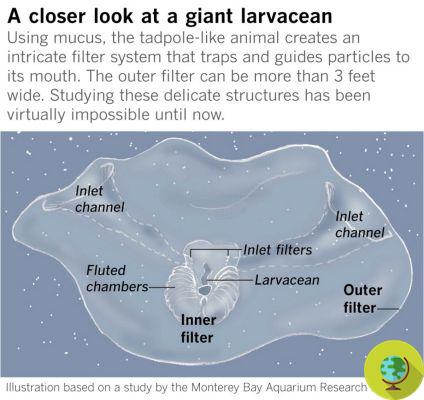 Ces incroyables créatures marines utilisent du mucus pour éliminer le carbone et les microplastiques