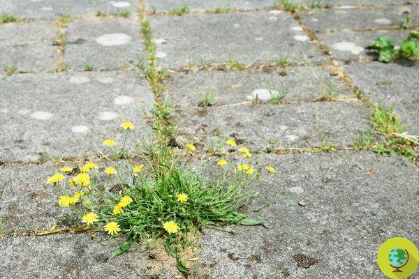 Por qué NUNCA debes usar vinagre para deshacerte de las malas hierbas en tu huerta o jardín