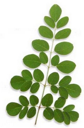 Moringa oleifera : propriétés, bienfaits et utilisations de 