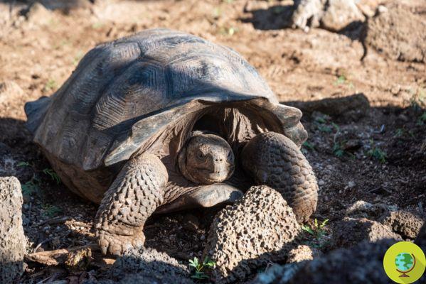La tortue géante des Galapagos ne s'est pas éteinte ! Au moins 30 descendants découverts