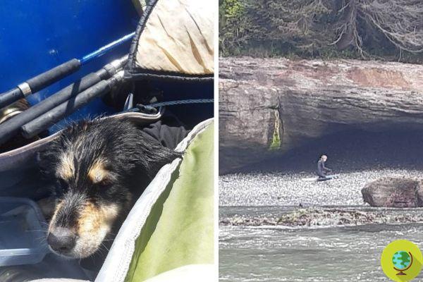 Two surfers find a dog who has been missing for 3 months in a sea cave: he was about to die of hunger and cold