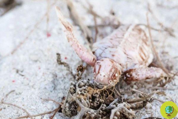 Une tortue de mer albinos très rare a été repérée sur une plage du Queensland