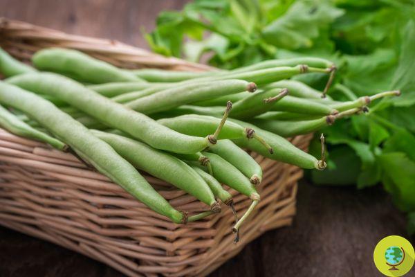 Comment conserver les haricots verts : astuces et recettes infaillibles pour les avoir disponibles toute l'année