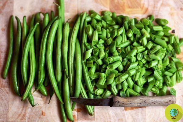 Comment conserver les haricots verts : astuces et recettes infaillibles pour les avoir disponibles toute l'année
