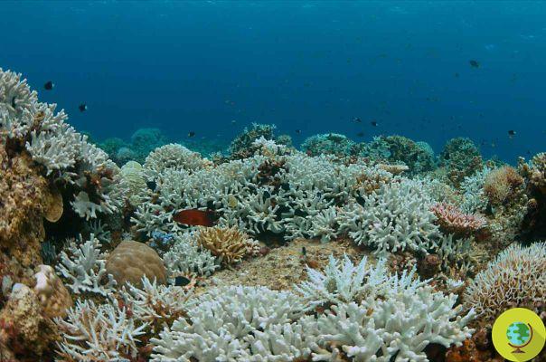 Se as temperaturas continuarem a subir, o branqueamento de corais destruirá todos os recifes do planeta