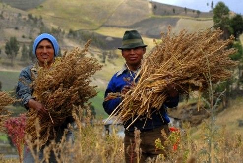 Quinoa: has its success made cultivation unsustainable?