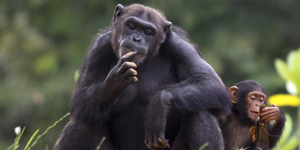 Animals are smarter than we think (VIDEO)