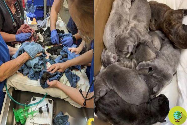 A Neapolitan Mastiff gives birth to as many as 21 puppies, breaking the record for the largest litter
