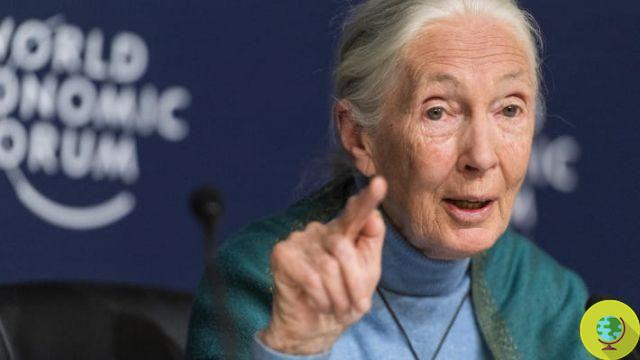 Jane Goodall : 