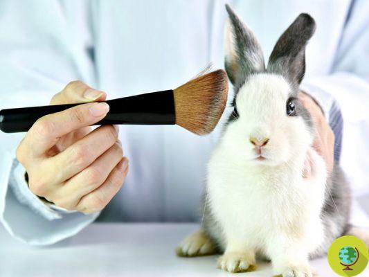 Tests cosmétiques : Shiseido dit non aux tests sur les animaux. Presque