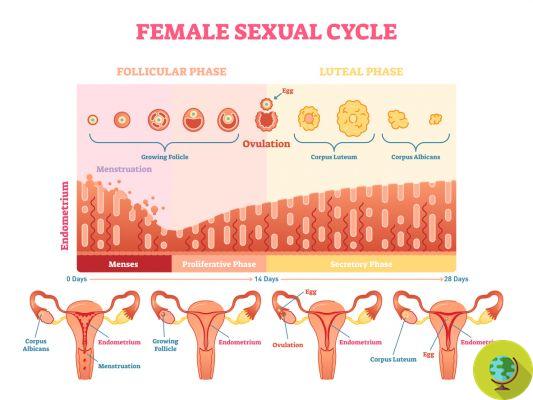 Cycle menstruel : symptômes, phases et durée