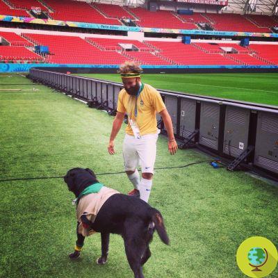 Mundial Brasil: perro encuentra dueño tras caminar 800 kilómetros