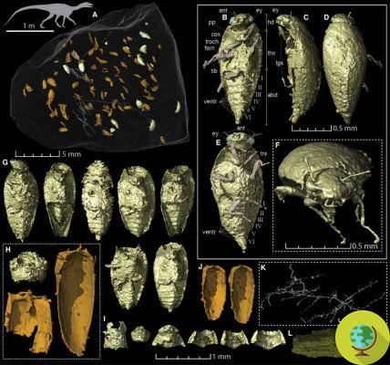 Nova espécie de inseto descoberta em fezes fossilizadas de dinossauros. Tem 230 milhões de anos