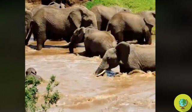 Mãe elefante salva filhote em perigo (galeria)