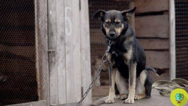 Perros atados con una cadena corta: llega la sentencia y la multa de la Casación