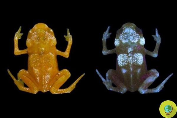 Frogs face mass extinction: the shock study