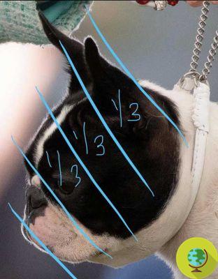 The sad story of how the Boston Terrier 