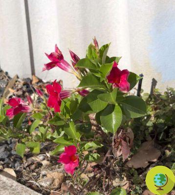 Dipladenia: how to grow, prune and care for the balcony star