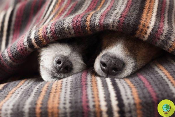 Tips and tricks to keep your dog warm even in winter, beyond the 