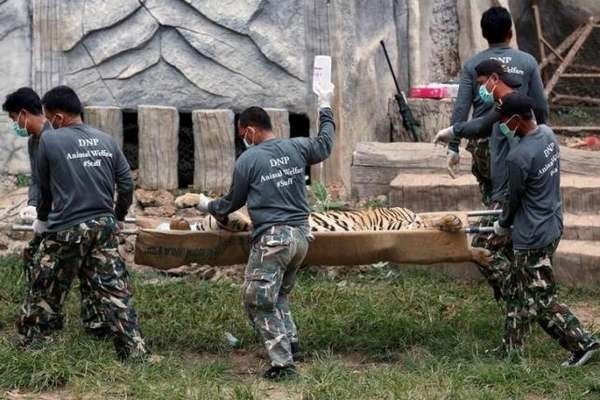 Adieu Tiger Temple : des tigres kidnappés, ils vivront désormais dans un parc national (PHOTO)