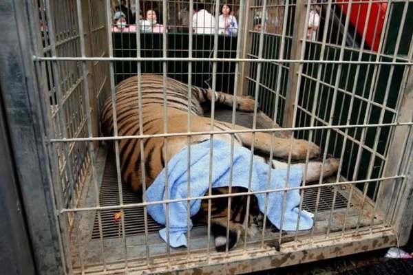 Adeus ao Templo do Tigre: tigres sequestrados, agora vão morar em um parque nacional (FOTO)