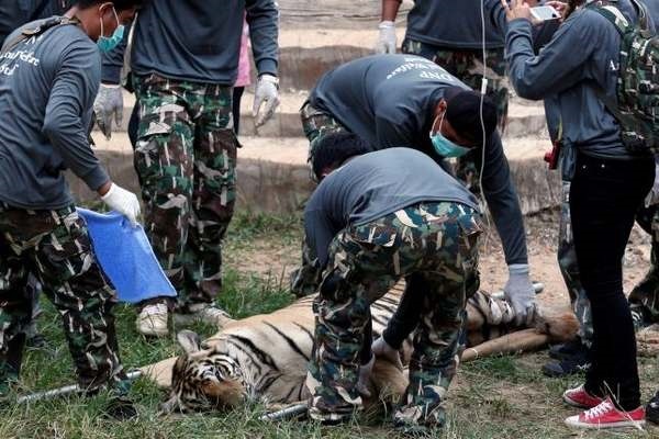 Adeus ao Templo do Tigre: tigres sequestrados, agora vão morar em um parque nacional (FOTO)