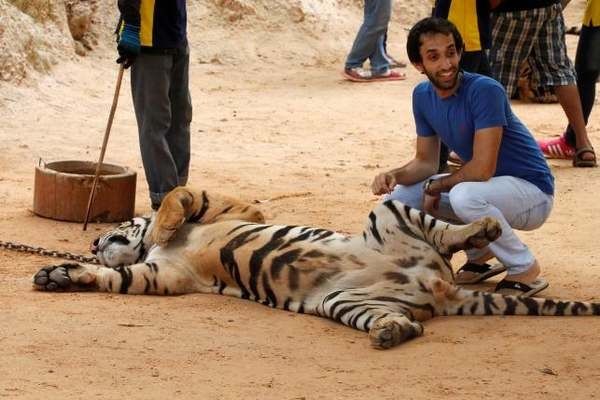 Adieu Tiger Temple : des tigres kidnappés, ils vivront désormais dans un parc national (PHOTO)
