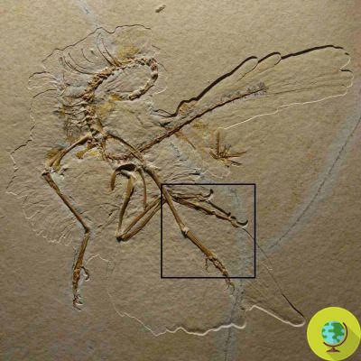¡Hipótesis confirmada! La primera pluma fosilizada del mundo proviene de un ala del dinosaurio volador Archaeopteryx