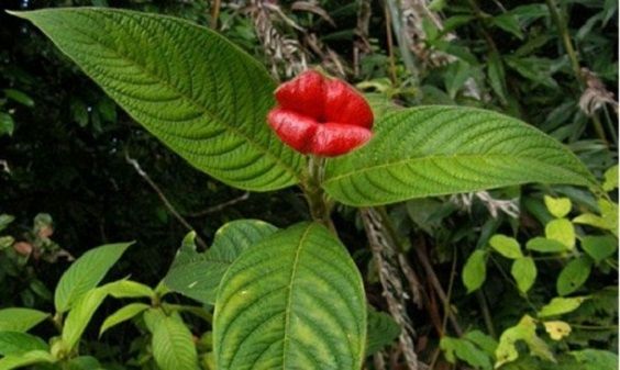 Psychotria Elata: a planta com lábios beijáveis