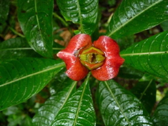 Psychotria Elata: la planta de los labios besables