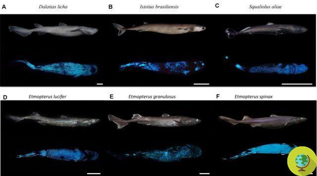 Descubren enormes tiburones bioluminiscentes que brillan en la oscuridad de las profundidades marinas
