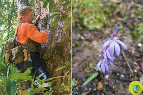 Defenders of orchids, against poaching of protected wild flowers