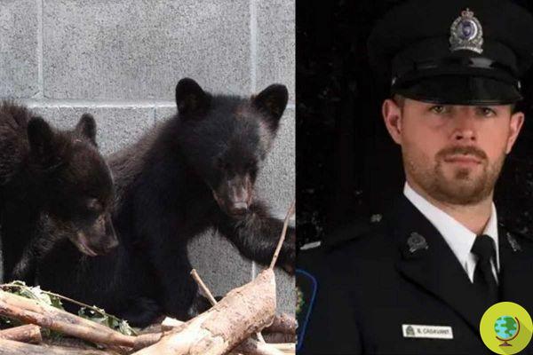 Il a refusé de tuer deux oursons et a été licencié, mais maintenant le gouvernement ne permet pas à ce garde forestier de reprendre le travail.