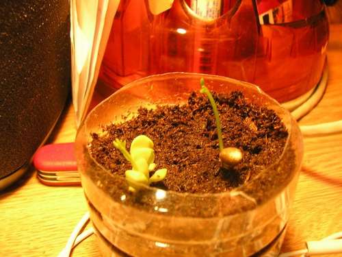 Cómo hacer crecer un árbol de cítricos a partir de una botella de plástico