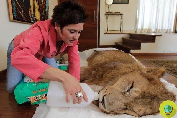 Ariel, the paralyzed lion. The network is mobilizing to raise funds for treatment