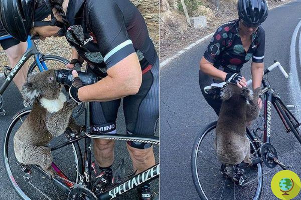 Koala sediento detiene a un grupo de ciclistas para beber un poco de agua de sus botellas