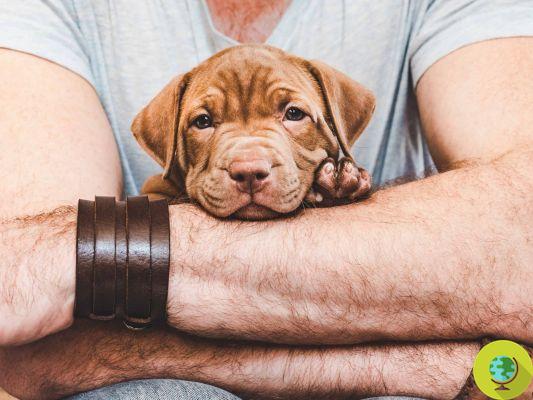 20 coisas que só quem adotou um cachorro pode entender