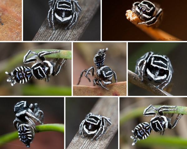 Skeletorus y Sparklemuffin: descubren las nuevas arañas más hermosas del mundo (VIDEO)