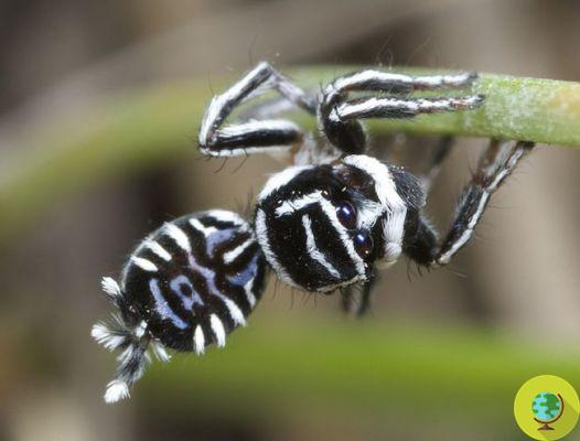 Skeletorus et Sparklemuffin : les plus belles nouvelles araignées du monde ont été découvertes (VIDEO)
