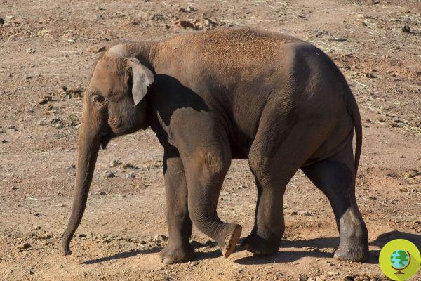 Les éléphants perdent leurs défenses, le braconnage affecte l'évolution des pachydermes