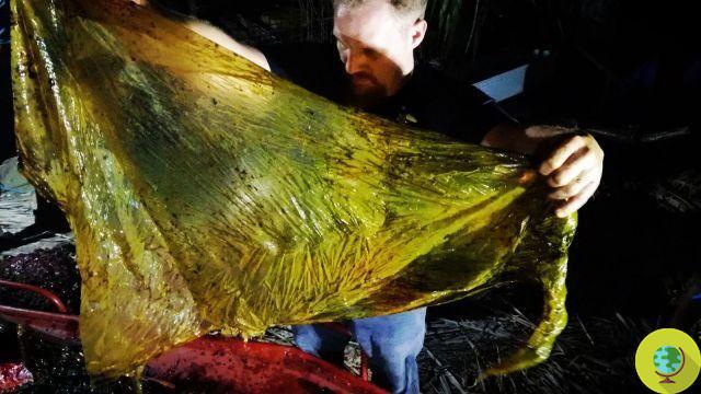Cette baleine morte avait 40 kg de sacs plastiques dans le ventre