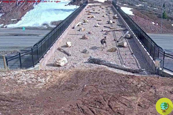 ¡Obras! En Utah, los animales salvajes están usando el puente construido para ellos en la carretera