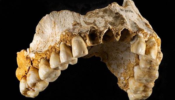 Neanderthal man? He ate vegan and treated himself with natural pain relievers
