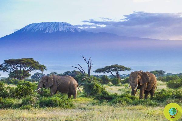 African elephants are on the verge of extinction due to poaching and habitat loss