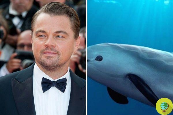 The new documentary by Leonardo di Caprio tells the sad fate of sea cows, strangled 'by mistake' by Mexican fishermen