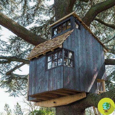 Bird Apartment : la cabane dans les arbres pour des dizaines d'oiseaux