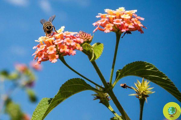Des abeilles et des fleurs, c'est la plus longue histoire d'amour du monde (mais maintenant elle risque de se terminer)